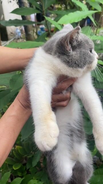 Mèo ALN thuần, 3kg 1 tuổi. Mua bán Mèo tại Thị xã Bến Cát Bình Dương được đăng bởi Huỳnh Giang hình 1