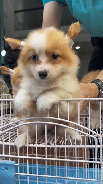 Chó Corgi cái 2.5 tháng màu vàng. Mua bán Chó tại Quận Thanh Khê Đà Nẵng được đăng bởi phuong thảo  hình 1
