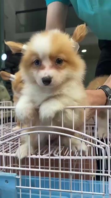 Chó Corgi cái 2.5 tháng màu vàng. Mua bán Chó tại Quận Thanh Khê Đà Nẵng được đăng bởi phuong thảo  hình 1
