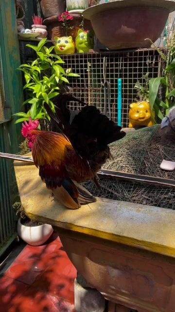 Thanh lý gà Serama trống. Mua bán Gà tại Huyện Bình Chánh Tp Hồ Chí Minh được đăng bởi Ngô Thanh Phong hình 1