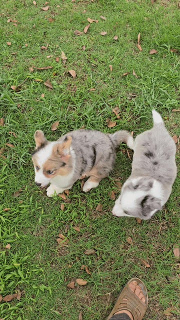 Chó Corgi Cardigan Blue Merler. Mua bán Chó tại Quận Bình Thạnh Tp Hồ Chí Minh được đăng bởi Bình Phan hình 1