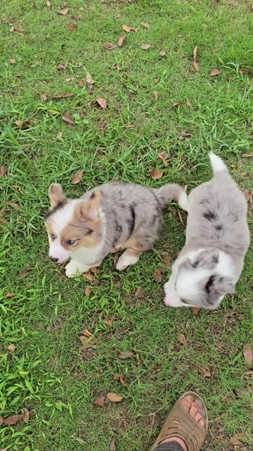 Chó Corgi Cardigan Blue Merler. Mua bán Chó tại Quận Bình Thạnh Tp Hồ Chí Minh được đăng bởi Bình Phan hình 1