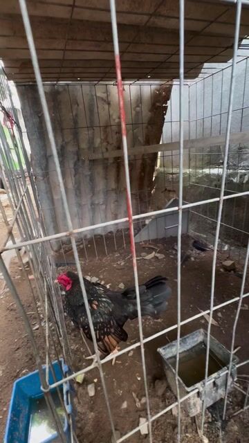 Gà  màu Đen, vàng đồng. Mua bán Gà tại Huyện Bình Chánh Tp Hồ Chí Minh được đăng bởi NGUYỄN LONG HỒ hình 1