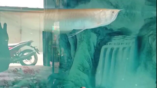 Cá Rồng Albino 45cm. Mua bán Thú cưng khác tại Huyện Nhà Bè Tp Hồ Chí Minh được đăng bởi Tâm hình 1