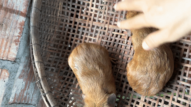 Bọ Ame lai đực nhiều màu. Mua bán Thú cưng khác tại Huyện Củ Chi Tp Hồ Chí Minh được đăng bởi Cẩm Tú hình 1