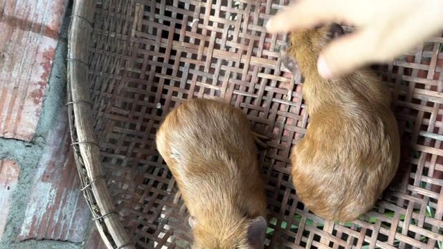Bọ Ame lai đực nhiều màu. Mua bán Thú cưng khác tại Huyện Củ Chi Tp Hồ Chí Minh được đăng bởi Cẩm Tú hình 1