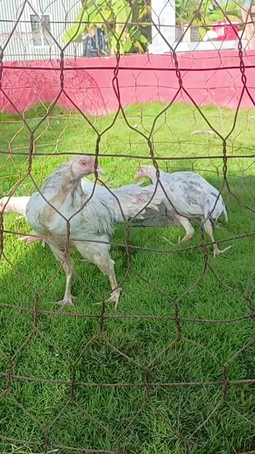 Gà mái tơ Thái Mỹ Trắng. Mua bán Gà tại Thành phố Sóc Trăng Sóc Trăng được đăng bởi Tiền Gà  hình 1