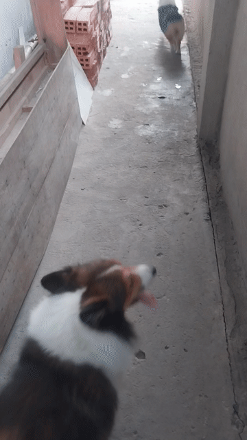 tìm người đón 2 bé corgi tricolor.. Mua bán Chó tại Huyện Đức Hòa Long An được đăng bởi Phạm ngọc nam hình 1