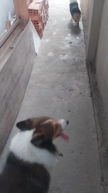 tìm người đón 2 bé corgi tricolor.. Mua bán Chó tại Huyện Đức Hòa Long An được đăng bởi Phạm ngọc nam hình 1