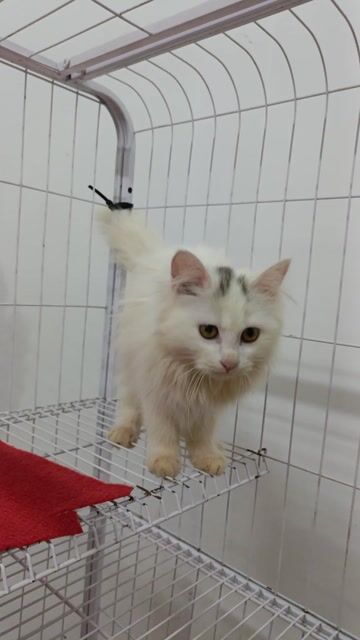 mèo xinh tìm chủ. Mua bán Mèo tại Huyện Đan Phượng Hà Nội được đăng bởi Tạo hình 1