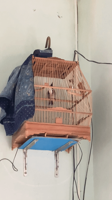 Chim Chào mào đã thay lông. Mua bán Chim tại Quận Sơn Trà Đà Nẵng được đăng bởi Diệu Huỳnh hình 1