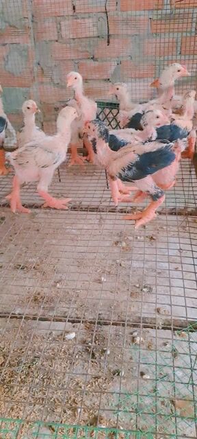 13 con gà 6-8 lạng cuối đàn. Mua bán Gà tại Thành phố Thuận An Bình Dương được đăng bởi Trại Gà Đông Tảo hình 1