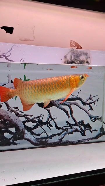 Cá huyết long 40-43cm Đỏ. Mua bán Thú cưng khác tại Quận Bình Thạnh Tp Hồ Chí Minh được đăng bởi tuấn  hình 1