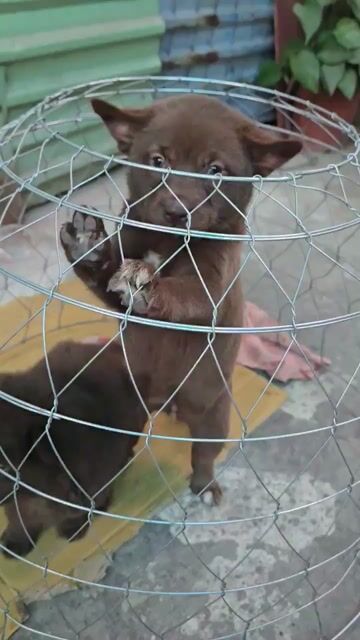 Chó Bắc Hà cái Nâu đỏ. Mua bán Chó tại Quận Kiến An Hải Phòng được đăng bởi Hoàng Xuân Huy hình 1