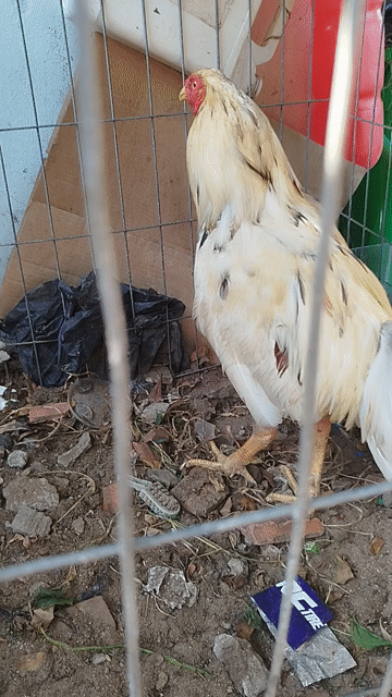 Gà trống 3kg đực thua. Mua bán Gà tại Huyện Đất Đỏ Bà Rịa - Vũng Tàu được đăng bởi lê đức mitaco hình 1