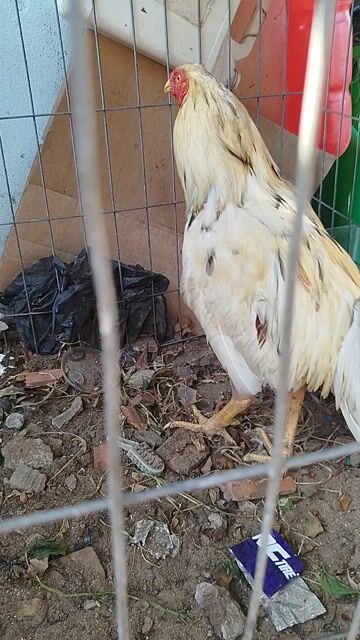 Gà trống 3kg đực thua. Mua bán Gà tại Huyện Đất Đỏ Bà Rịa - Vũng Tàu được đăng bởi lê đức mitaco hình 1