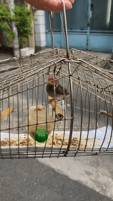 Chim Sâu đầu đỏ đã qua sử dụng. Mua bán Chim tại Quận 10 Tp Hồ Chí Minh được đăng bởi Tuấn Duy hình 1