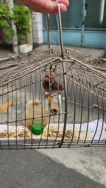 Chim Sâu đầu đỏ đã qua sử dụng. Mua bán Chim tại Quận 10 Tp Hồ Chí Minh được đăng bởi Tuấn Duy hình 1