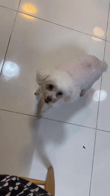 Chó Poodle nhỏ Trắng trưởng thành. Mua bán Chó tại Quận Bình Tân Tp Hồ Chí Minh được đăng bởi Mẫn Nhi hình 1