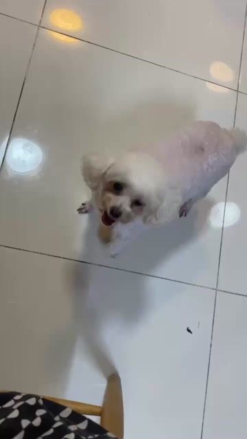 Chó Poodle nhỏ Trắng trưởng thành. Mua bán Chó tại Quận Bình Tân Tp Hồ Chí Minh được đăng bởi Mẫn Nhi hình 1