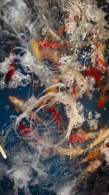 Cá cảnh Cá Koi Đa sắc Đà Nẵng. Mua bán Thú cưng khác tại Quận Liên Chiểu Đà Nẵng được đăng bởi Trại cá KOI Hoàng Văn Thái hình 1