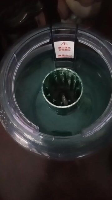 Hồ cá Little Dumkin Có Sục Oxi. Mua bán Phụ kiện, Thức ăn, Dịch vụ tại Quận 1 Tp Hồ Chí Minh được đăng bởi Hien Nguyen hình 1