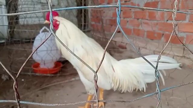 siu mỹ 2k9  phủ địa. Mua bán Gà tại Huyện Châu Phú An Giang được đăng bởi Nam Phan hình 1