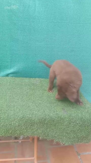 xù bắc hà . Mua bán Chó tại Huyện Mê Linh Hà Nội được đăng bởi Tran Quangtuan hình 1