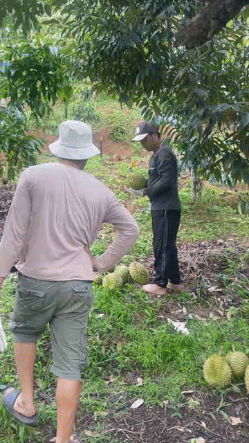 Sầu riêng chín cây. Mua bán Đồ ăn, thực phẩm và các loại khác tại Quận 8 Tp Hồ Chí Minh được đăng bởi Lê Ngọc Minh Tâm hình 1