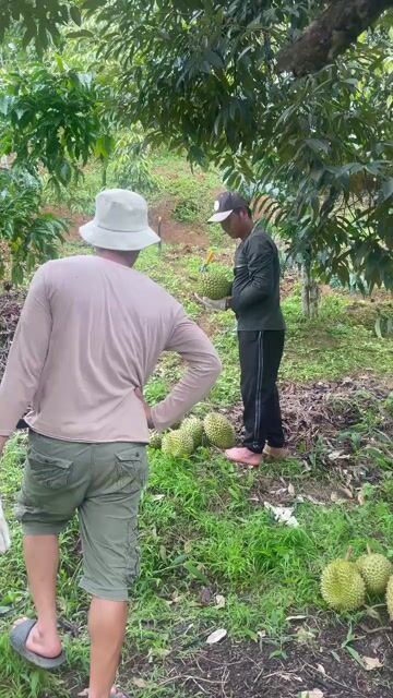 Sầu riêng chín cây. Mua bán Đồ ăn, thực phẩm và các loại khác tại Quận 8 Tp Hồ Chí Minh được đăng bởi Lê Ngọc Minh Tâm hình 1