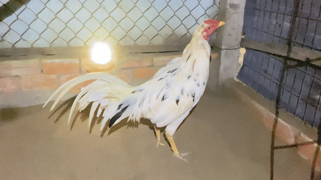 Gà tơ Bướm siu thái trống. Mua bán Gà tại Quận Ô Môn Cần Thơ được đăng bởi nguyễn thành thảo hình 1