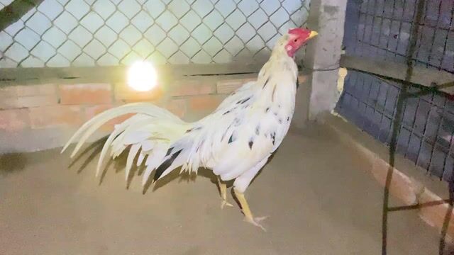 Gà tơ Bướm siu thái trống. Mua bán Gà tại Quận Ô Môn Cần Thơ được đăng bởi nguyễn thành thảo hình 1