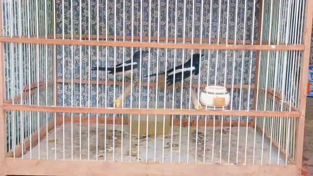 Cặp Choè Than Trống mái. Mua bán Chim tại Quận Gò Vấp Tp Hồ Chí Minh được đăng bởi GAS BẾP GIÁ SỈ TOÀN QUỐC  hình 1