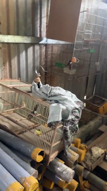 Chim Chào Mào 6 tháng Bổi. Mua bán Chim tại Quận 3 Tp Hồ Chí Minh được đăng bởi Nguyễn Tấn Tài hình 1