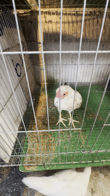 Gà Bông Trắng Nâu. Mua bán Gà tại Quận Cái Răng Cần Thơ được đăng bởi Trung hình 1
