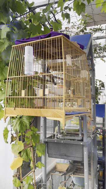chào mào. Mua bán Chim tại Thành phố Biên Hòa Đồng Nai được đăng bởi Thuỷ hình 1