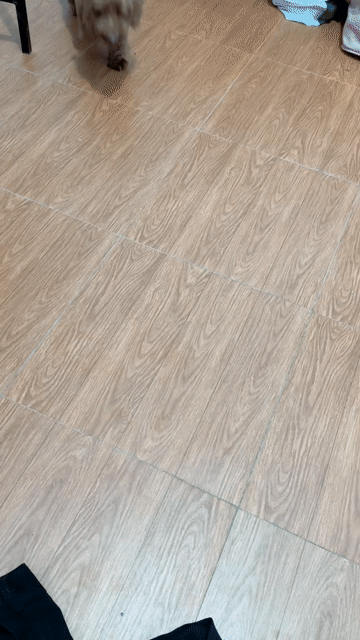 Chó Poodle Nâu. Mua bán Chó tại Thành phố Vĩnh Long Vĩnh Long được đăng bởi Trang Nguyễn hình 1