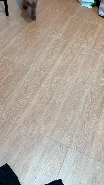 Chó Poodle Nâu. Mua bán Chó tại Thành phố Vĩnh Long Vĩnh Long được đăng bởi Trang Nguyễn hình 1