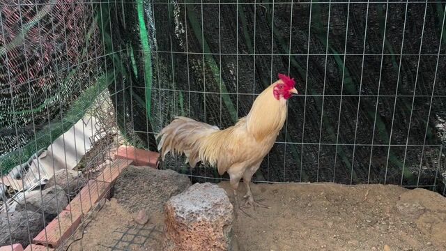 Khét Sữa Bướm. Mua bán Gà tại Thành phố Thủ Đức Tp Hồ Chí Minh được đăng bởi A thọ hình 1