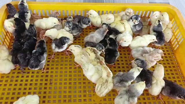 Gà Siu Mỹ Thái 7 ngày tuổi Khỏe mạnh. Mua bán Gà tại undefined Sóc Trăng được đăng bởi Tiền Gà  hình 1