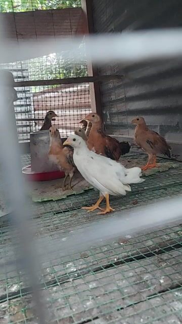 Gà tre con siu cuban sweater.. Mua bán Gà tại Huyện Long Thành Đồng Nai được đăng bởi Vô thường hình 1