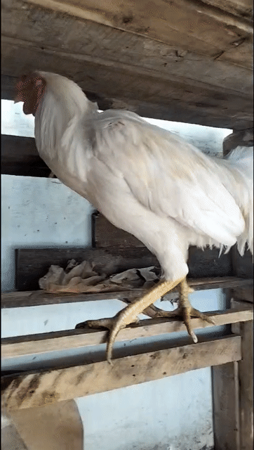 Gà Trắng trống 10 tháng. Mua bán Gà tại Huyện Bắc Tân Uyên Bình Dương được đăng bởi thap nhan sinh hình 1