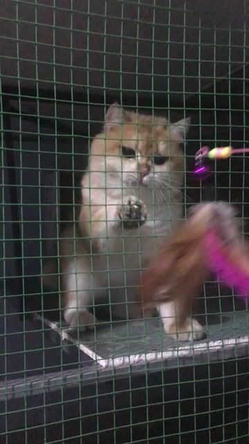 Đực phối Golden bao đậu Form đẹp. Mua bán Mèo tại Thành phố Thủ Đức Tp Hồ Chí Minh được đăng bởi SHOP THÚ CƯNG SAMPET hình 1