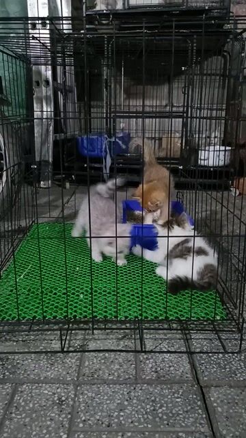 Mèo ALN trắng xám gần 2 tháng. Mua bán Mèo tại Huyện Hóc Môn Tp Hồ Chí Minh được đăng bởi Boss nhà Sam hình 1