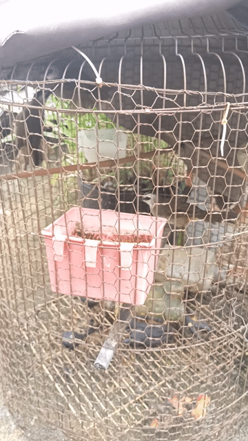 Chim chào mào Trao trảo đầu trắng hót hay. Mua bán Chim tại Quận Bình Tân Tp Hồ Chí Minh được đăng bởi Anh Tuấn  hình 1