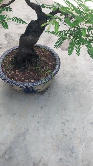 Cây me chua Tiên Lãng, Hải Phòng. Mua bán Cây cảnh, đồ trang trí tại Huyện Tiên Lãng Hải Phòng được đăng bởi Lê Đức toản  hình 1