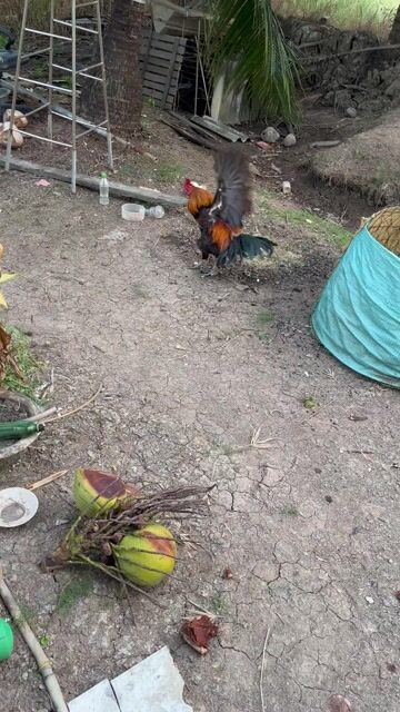 Gà Xám Cà Mau. Mua bán Gà tại Huyện Cái Nước Cà Mau được đăng bởi Lý Thông hình 1