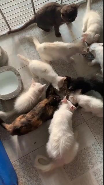 Mèo Anh ❤️thuần chủng💙đủ màu💛bán nữa giá. Mua bán Mèo tại Quận 8 Tp Hồ Chí Minh được đăng bởi Cửa Hàng Thanh Lý Đồ Cũ Mới hình 1