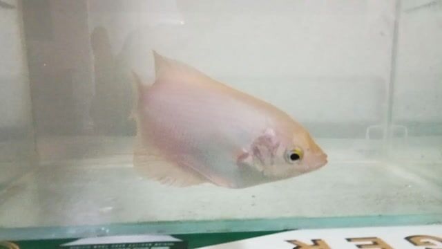 Cá phát tài 4 ngón tay + Hồ. Mua bán Thú cưng khác tại Quận 12 Tp Hồ Chí Minh được đăng bởi tý hình 1