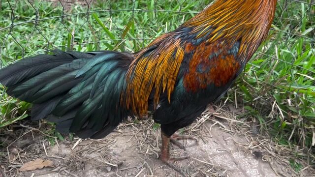 Gà Nâu đỏ Đực 3.3kg. Mua bán Gà tại Huyện Cái Bè Tiền Giang được đăng bởi 1994   ý mỹ Thuận hình 1